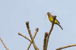 صورة Emberiza cabanisi (Reichenow 1875)