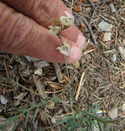 Image of Yellowstone milkvetch