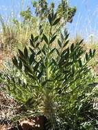 Image of Astragalus oleaefolius DC.