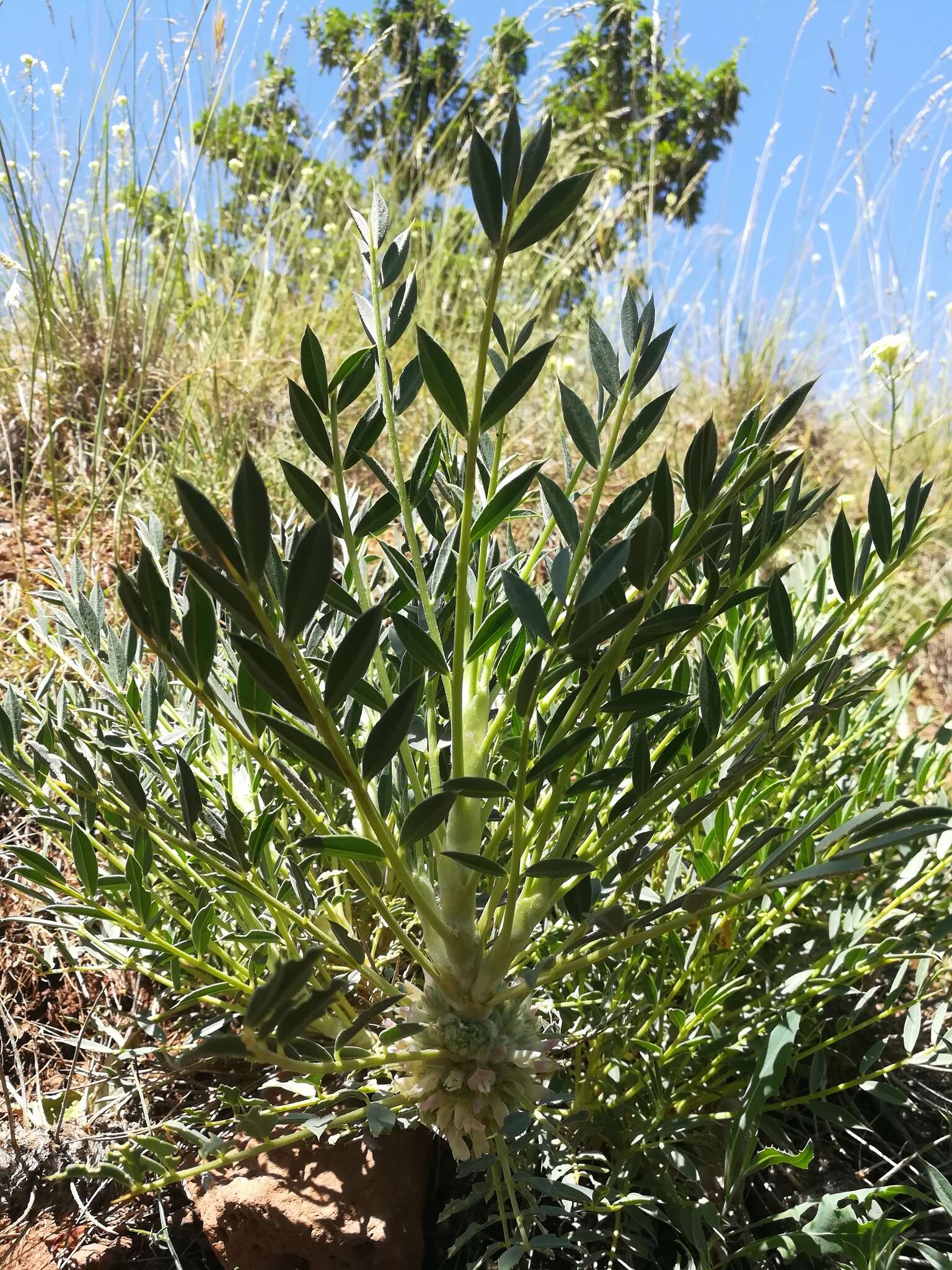 Imagem de Astragalus oleaefolius DC.