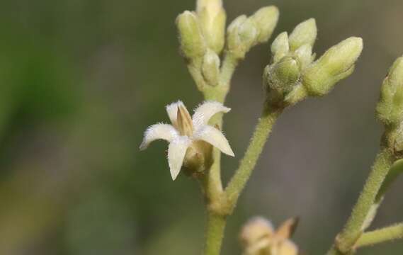 Слика од Parsonsia straminea (R. Br.) F. Müll.