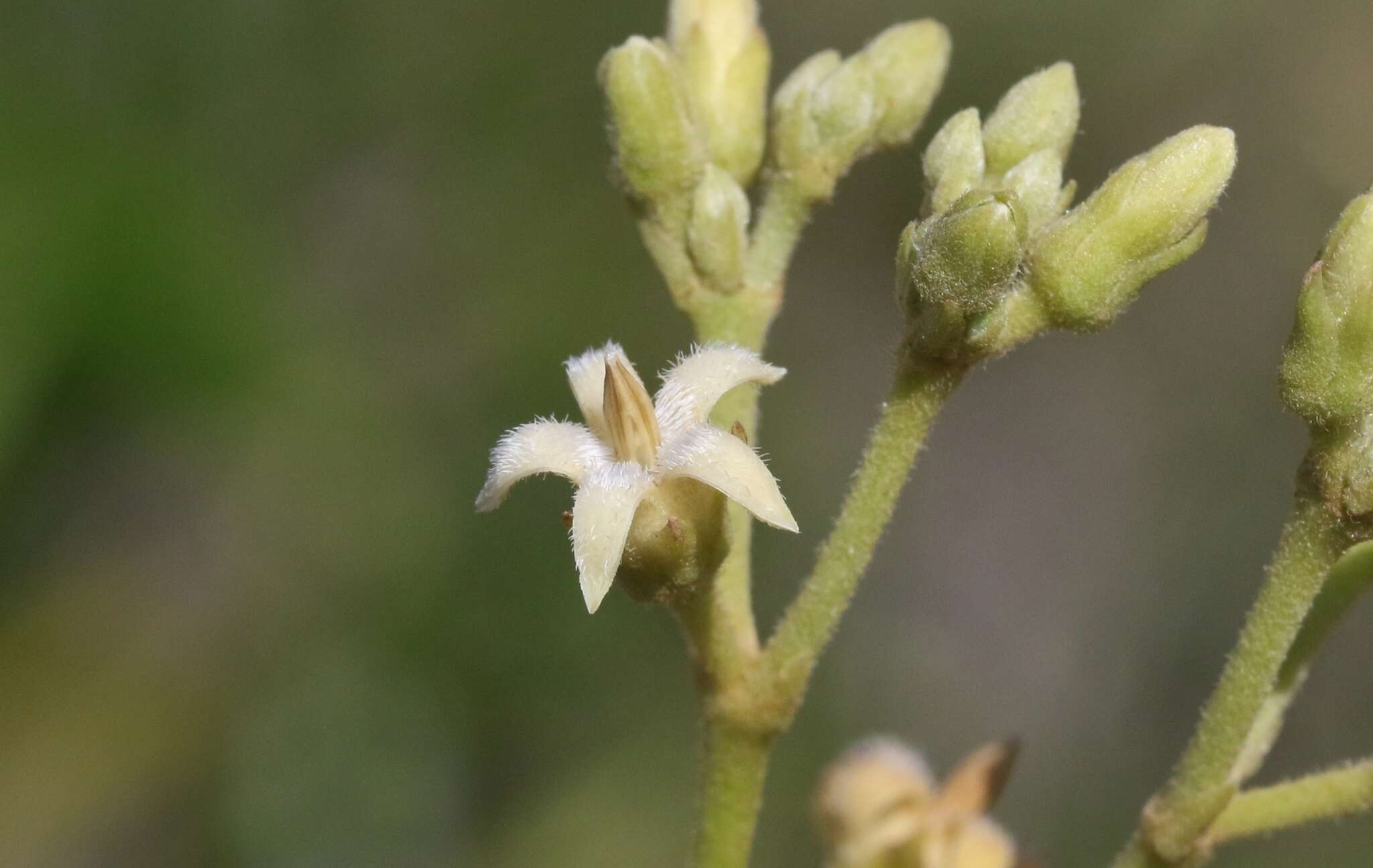 Image of Parsonsia straminea (R. Br.) F. Müll.