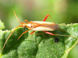 Image of Stenotus rubrovittatus (Matsumura 1913)