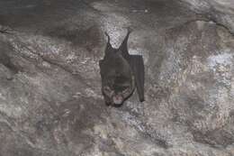 Image of Eastern Horseshoe Bat