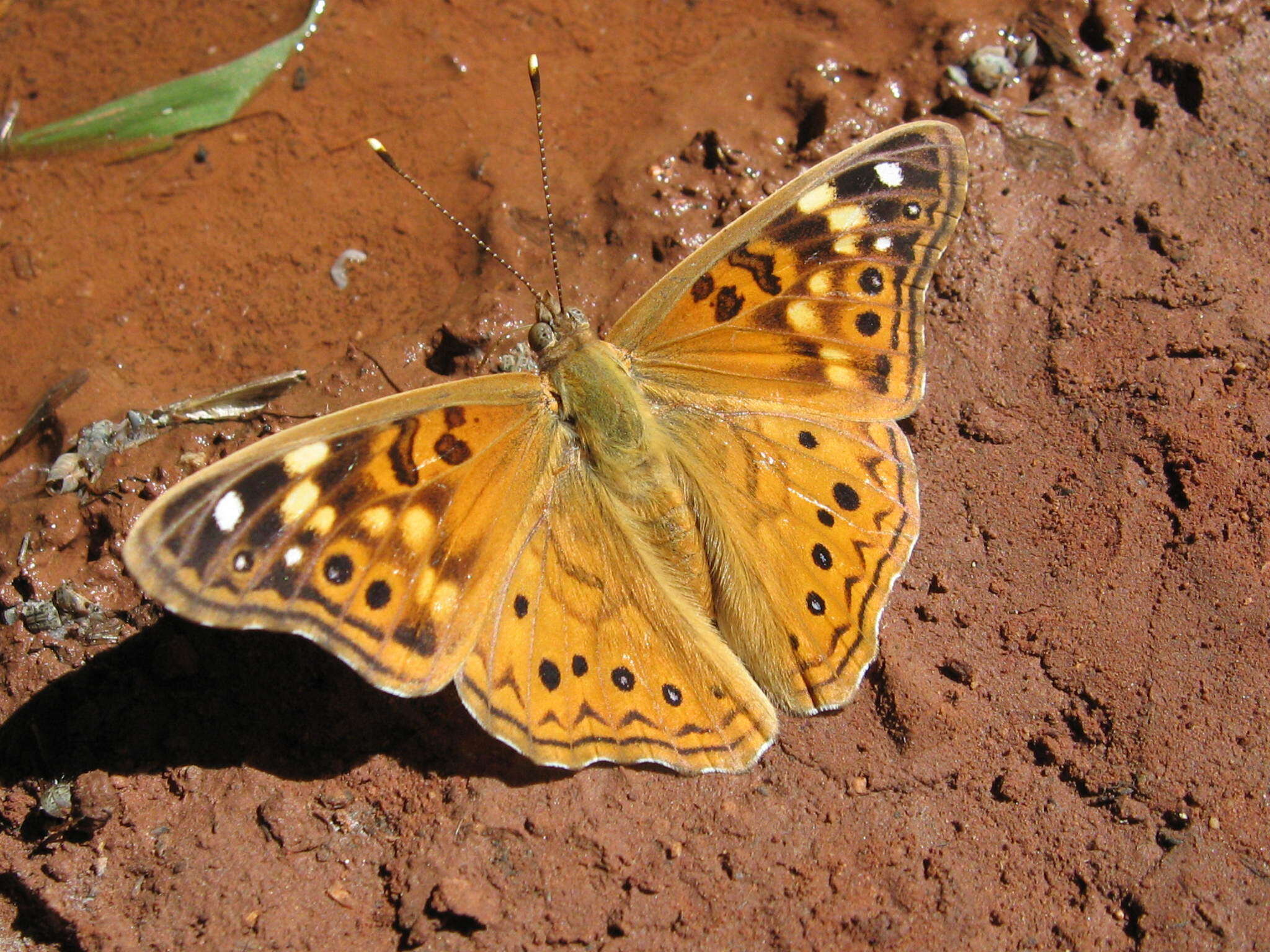 Image de Papillon du micocoulier