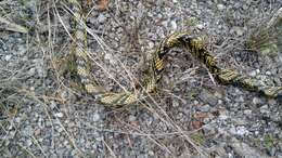 Image of Chicken Snake