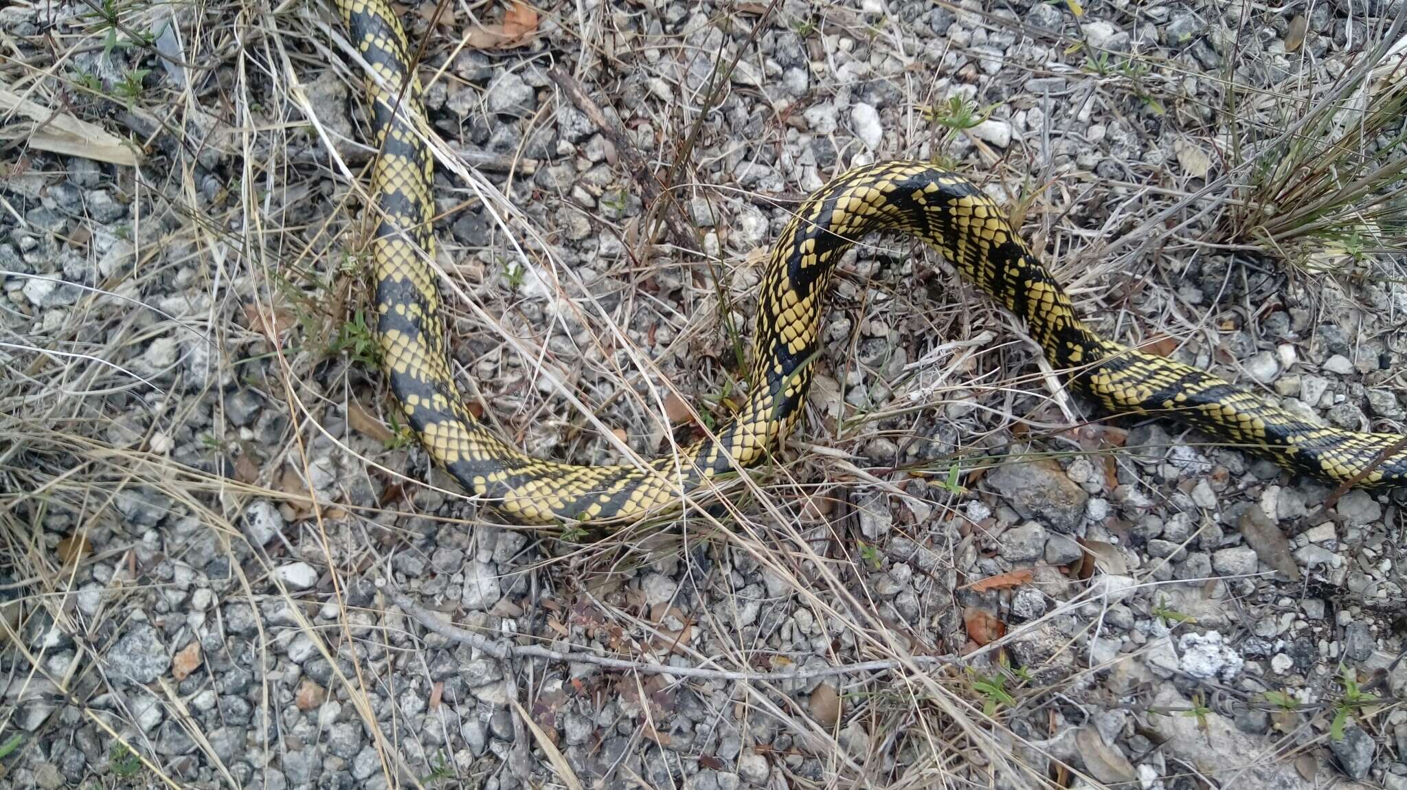 Image of Chicken Snake