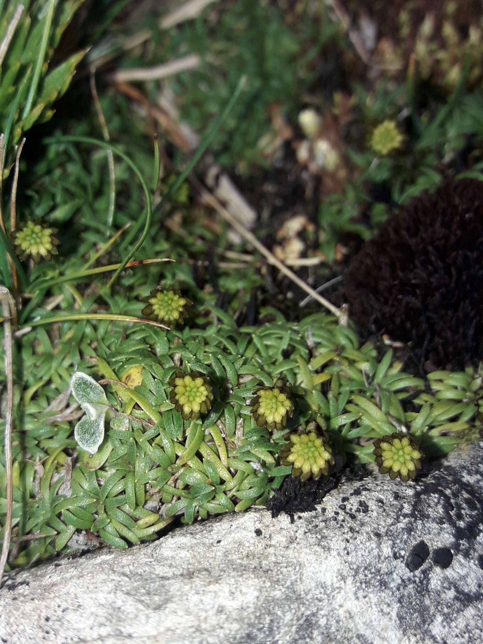 Image of Abrotanella pusilla (Hook. fil.) Hook. fil.