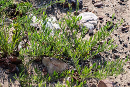 Image of Osteospermum ciliatum Berg.