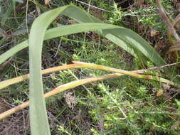 Image of Large yellow moraea