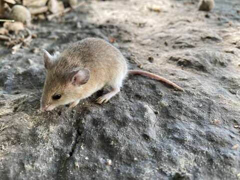 Image of Desert Pygmy Mouse