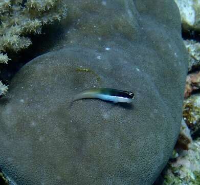 Image of Shirey's coralblenny