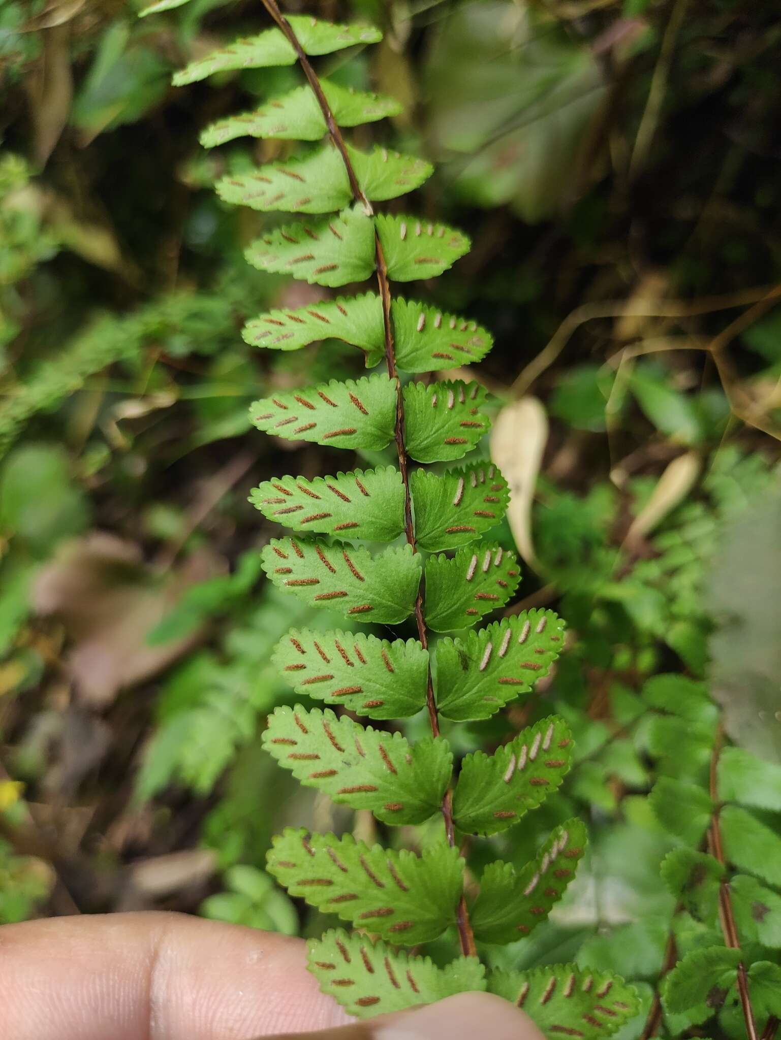 Слика од Asplenium tripteropus Nakai