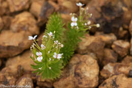 Sivun Stylidium adnatum R. Br. kuva