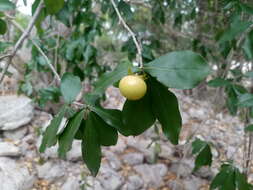 Image de Diospyros anisandra S. F. Blake