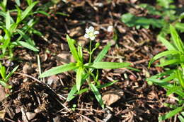 Слика од Moehringia macrophylla (Hook.) Fenzl