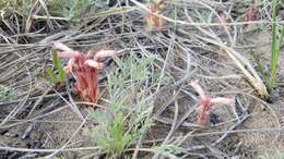 Image of clustered broomrape