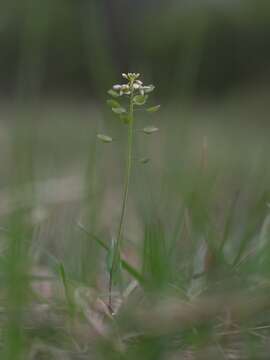 Sivun <i>Noccaea perfoliata</i> kuva