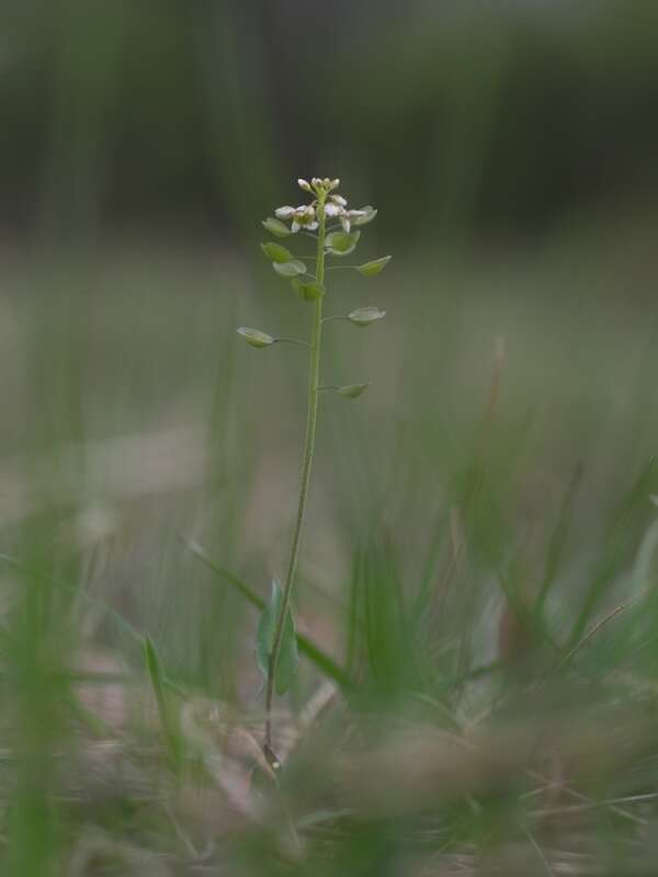 Imagem de <i>Noccaea perfoliata</i>