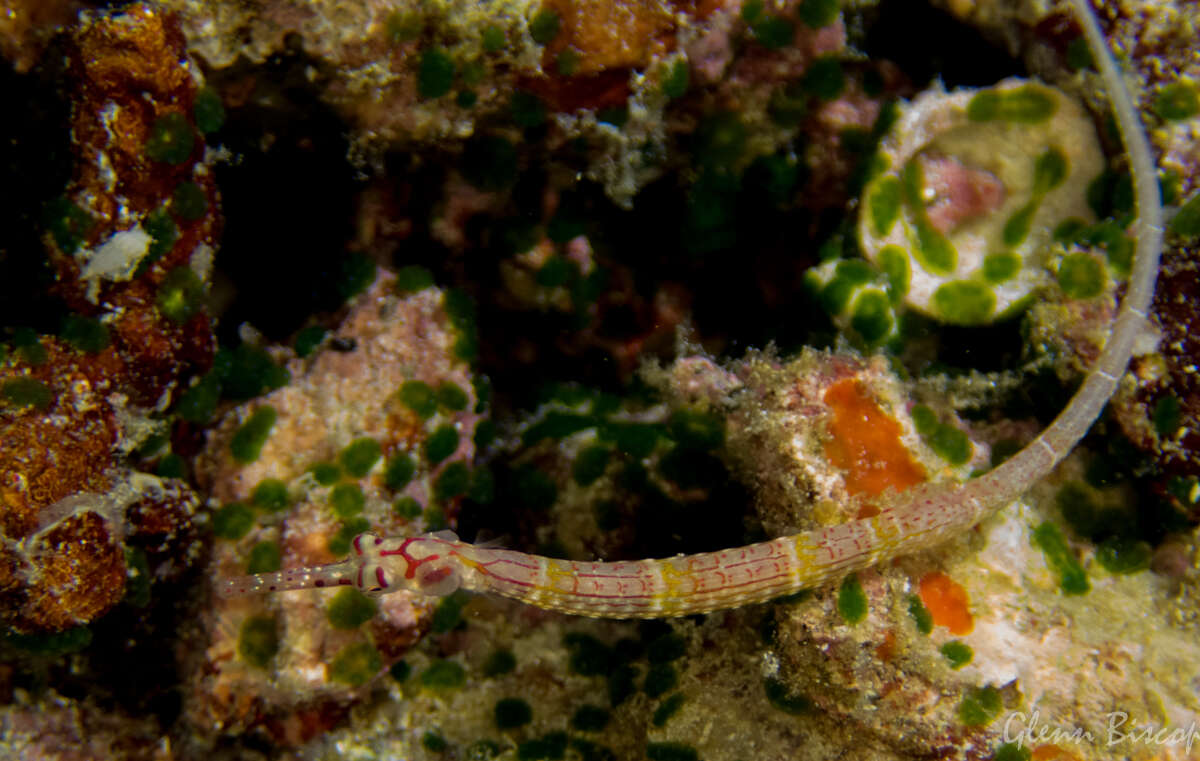 Image of Corythoichthys insularis Dawson 1977