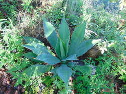 Image of Agave bovicornuta Gentry