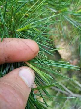 Image of Deodar cedar