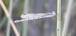 Image of Austrolestes annulosus (Selys 1862)