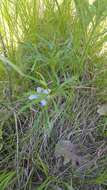 Image of prairie violet