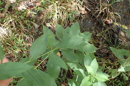 Слика од Vernonia missurica Rafin.