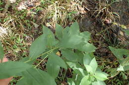 Image of Missouri ironweed