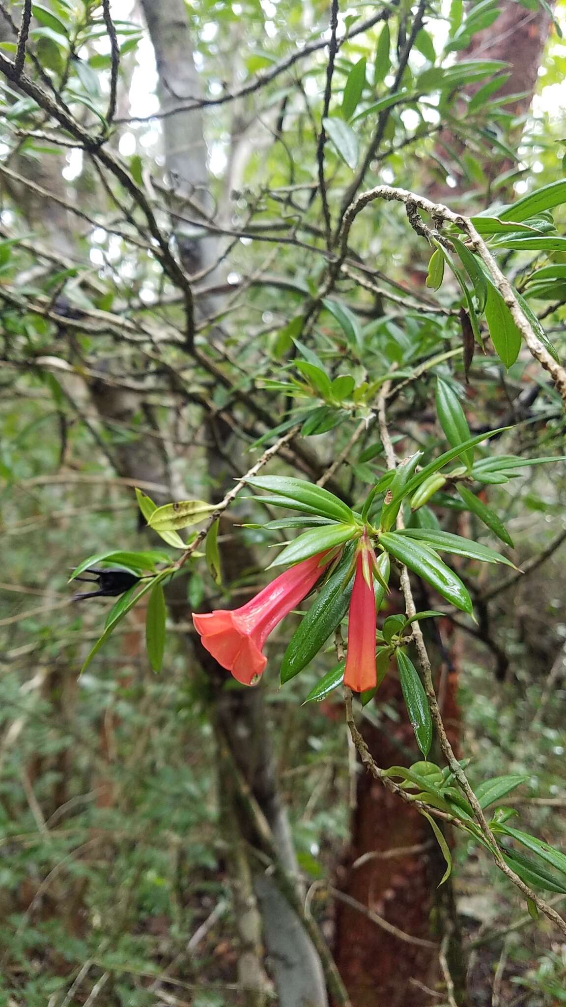 Image of Isidorea pungens (Lam.) B. L. Rob.