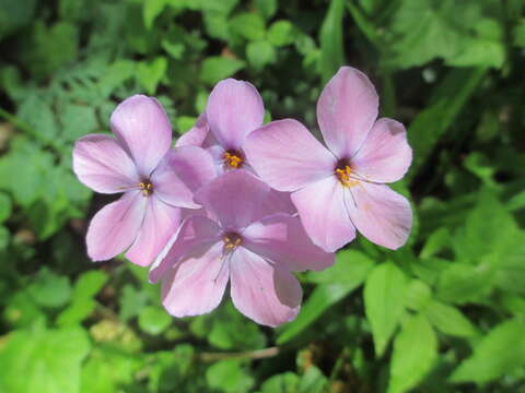 Image of creeping phlox