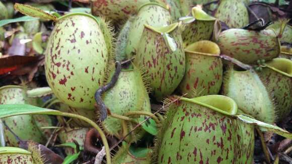 Image of Flask-Shaped Pitcher-Plant