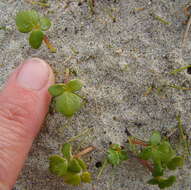 Image of Ranunculus acaulis Banks & Soland.