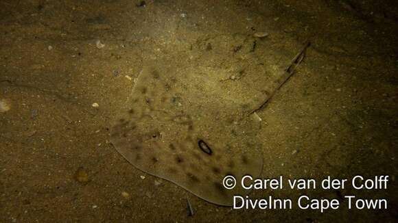 Image of Biscuit Skate