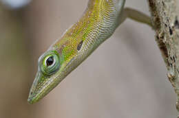 Anolis porcatus Gray 1840的圖片