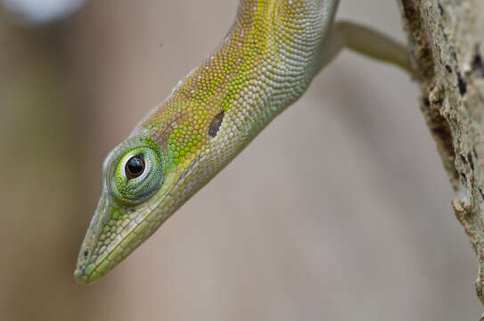 Image of Cuban green anole