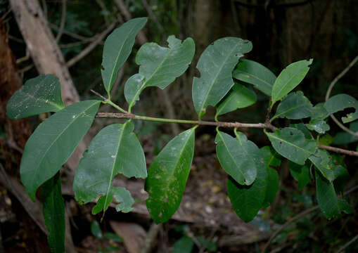 Image of Ixora timorensis Decne.