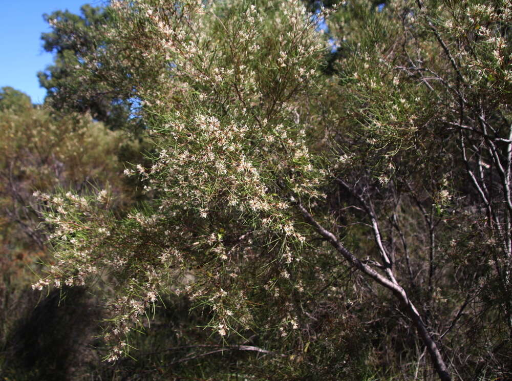 Image de Hakea trifurcata (Sm.) R. Br.