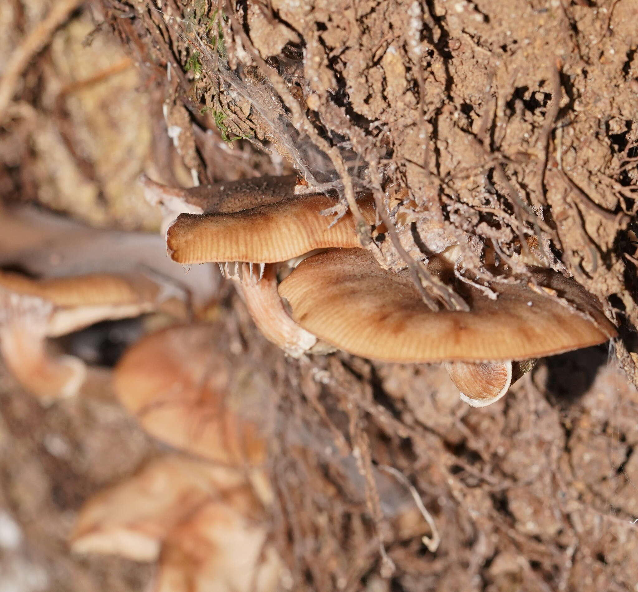 Image de Armillaria hinnulea Kile & Watling 1983