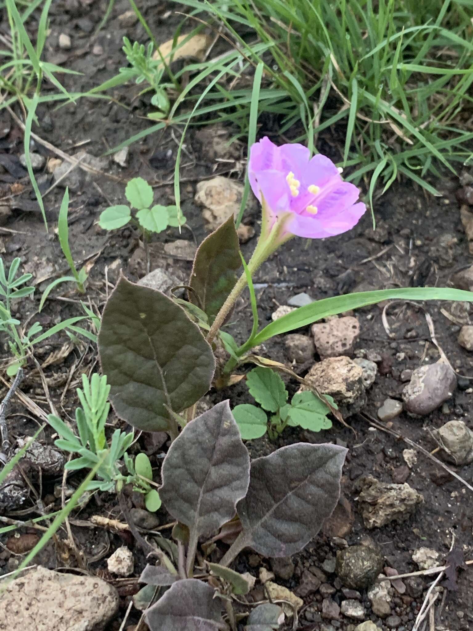 Image of obliqueleaf trumpets