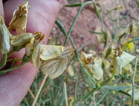 Image of greenstem paperflower