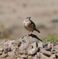 Image of African Rock Pipit