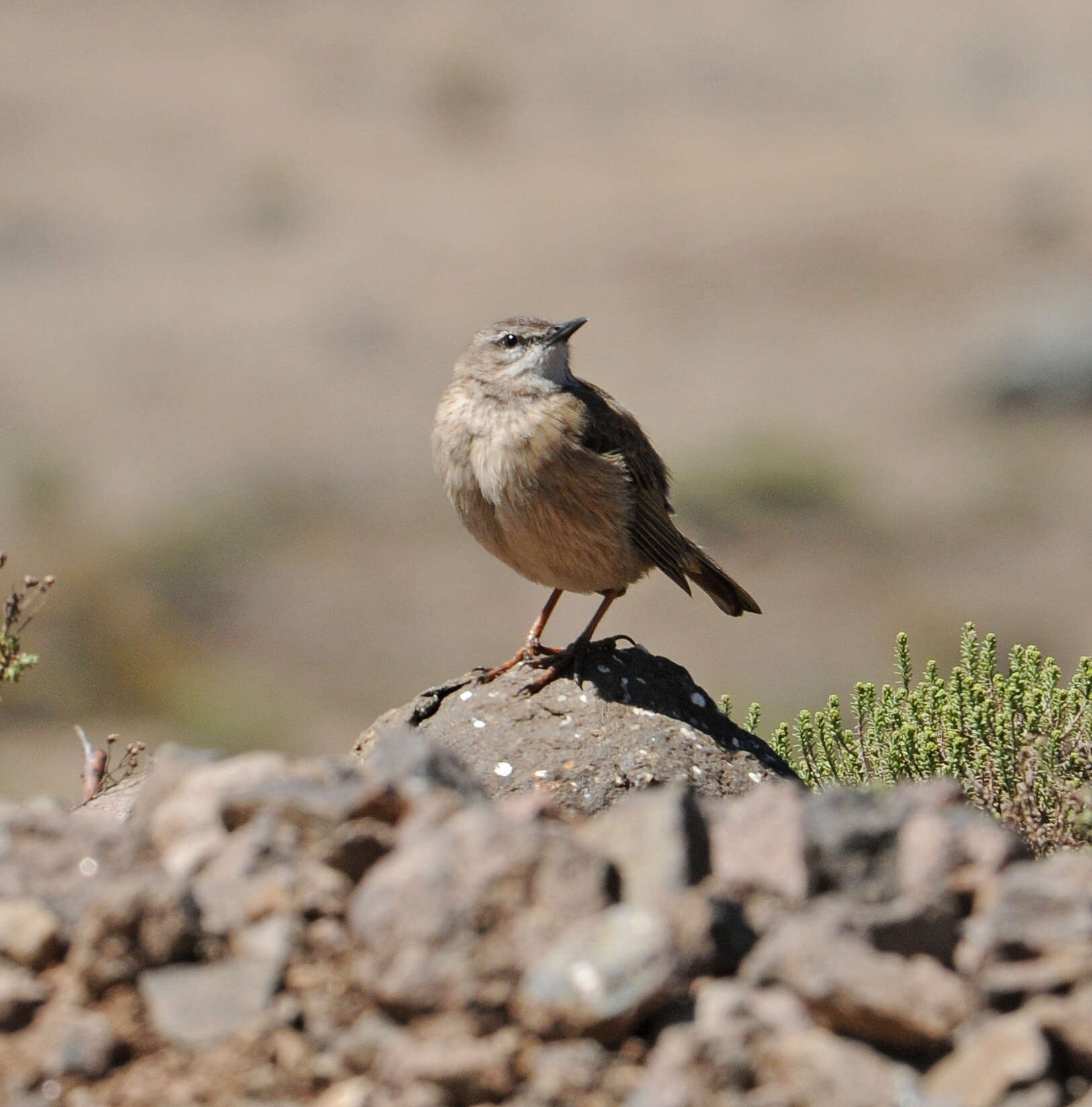 Image of African Rock Pipit