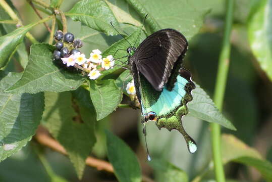 Image of Common Banded Peacock