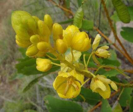 Plancia ëd <i>Senna magnifolia</i>