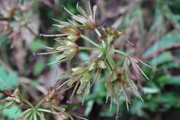 Image of Heloniopsis umbellata Baker