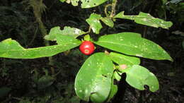 صورة Ixora biflora Fosberg