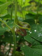 Image de Aristolochia iberica Fisch. & C. A. Mey. ex Boiss.