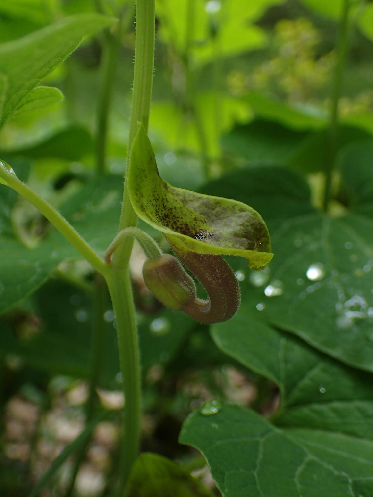 Image de Aristolochia iberica Fisch. & C. A. Mey. ex Boiss.